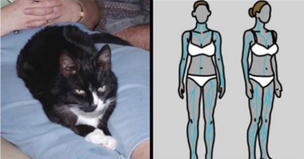 Slikovni rezultat za Evo se događa sa vašim tijelom SVAKI PUT kad vam mačka legne na stomak i počne da prede!