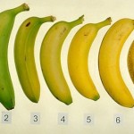 Bananas1