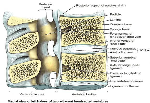 zglobovi i kralježnice cijelog tijela