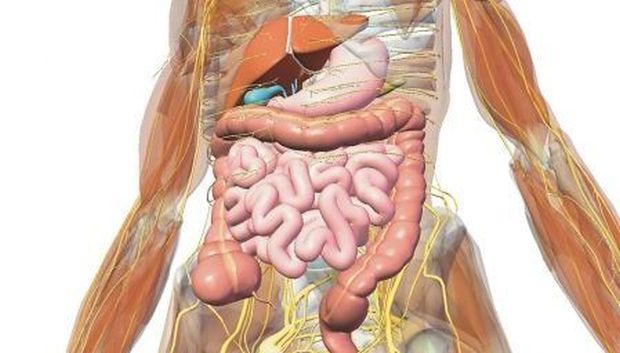 anatomija