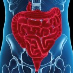 digestivni-sistem-crijeva