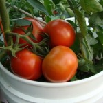 paradajz-2