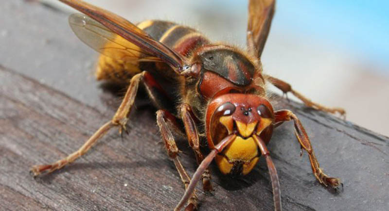 DOBRO JE ZNATI: Kada vas ubode osa, stršljen ili pčela – ovo će vas
