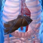 crijevo-tijelo-organi