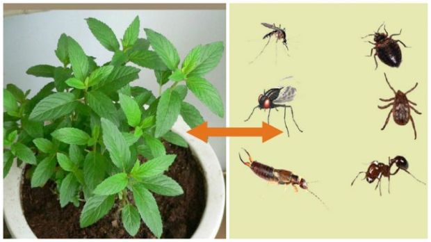 muhe-komarci-biljka