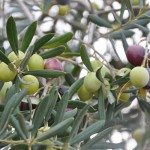 olives-5235252_1280