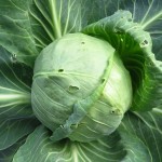 cabbage-4668501_1280